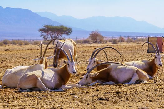 Group of scimitar-horned oryx, in the Yotvata Hai-Bar Nature Reserve, the Arava desert, southern Israel