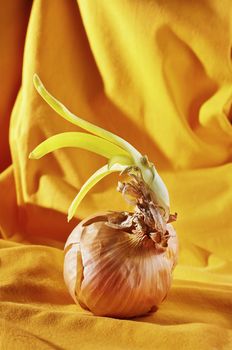 Brown sprouted onion on colored background ,whole common onion with green sprouts