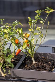 chilli seedling planted on a pot outside a restaurant