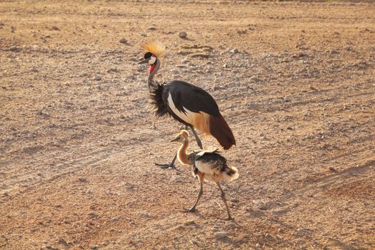 Black crowned crane (Balearica pavonina) and its fledgling baby crossing road in afternoon sun. Amboseli national park, Kenya.