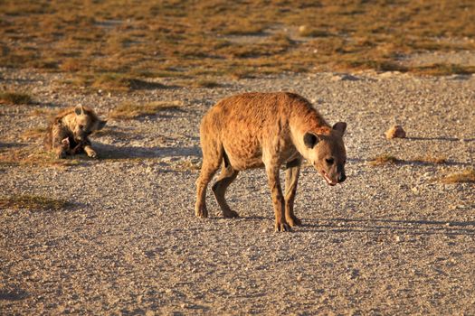 Spotted hyena (Crocuta crocuta) walking on dry ground with her cub lying in the background. Amboseli national park, Kenya