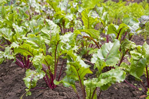 Young beetroot plant in the vegetable bed