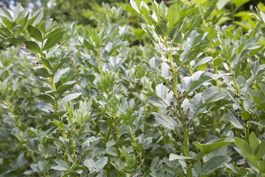 Field bean or broad bean (Vicia faba) in the vegetable garden