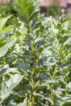 Field bean or broad bean (Vicia faba) in the vegetable garden
