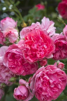 Beautiful pink rose bloom in the garden