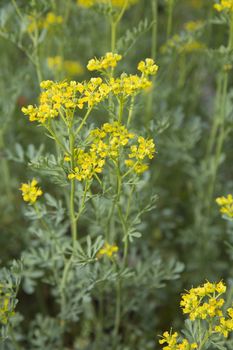 Rue plant (Ruta graveolens) in the garden is an ornamental plant or herb. It is also cultivated as a medicinal herb, as a condiment, and to a lesser extent as an insect repellent.