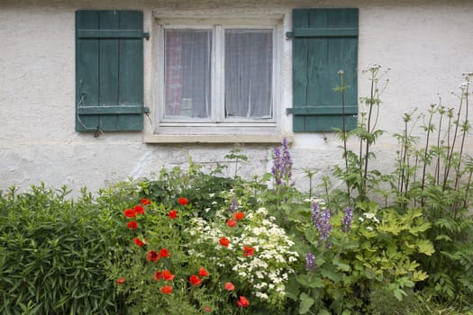 Old window with wooden shutters and a flower bed front garden with poppies