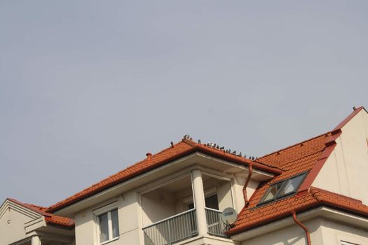 The rooftop and the birds on it in the afternoon in Hajduszoboszlo. High quality photo