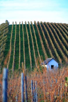 Autumn vineyard hills in Germany