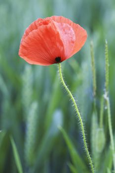 Lonely red poppy in the field