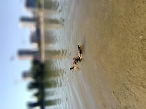 Wild ducks swim on the Danube. High quality photo