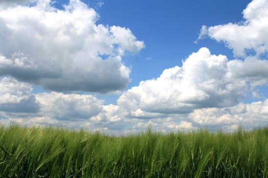 Beautiful blue sky with clouds over agricultural field with grass