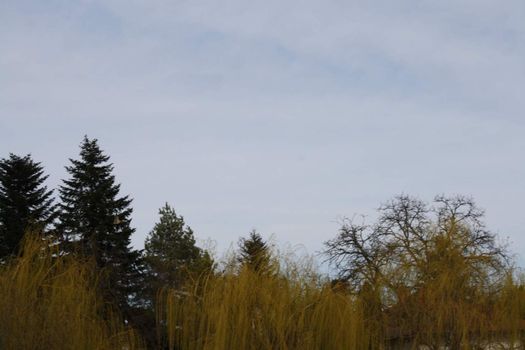 A tree in a forest. High quality photo