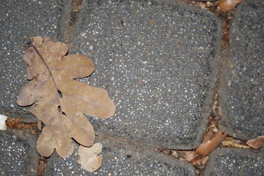 Abandoned leaf on the road. High quality photo