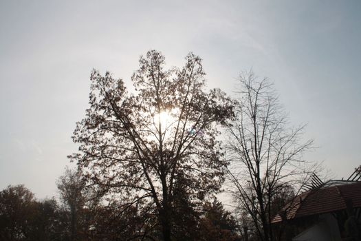 Beautiful landscape of Hajduszoboszlo from the lonely sun-drenched tree. High quality photo