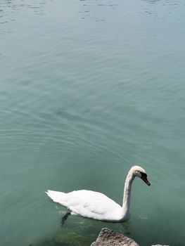 A swan swimming in a body of water. High quality photo