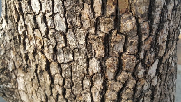 close up view of tree peel: Macro close up texture for background and texture.  Tree bark texture.