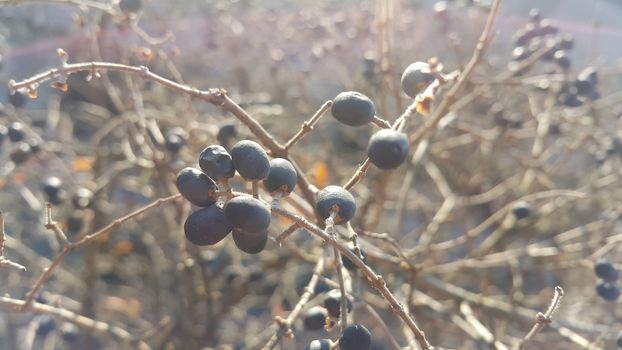 Closeup view of Black mountain ash berries: A selective focus view