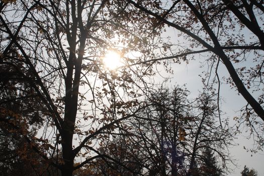 A large tree in a forest. High quality photo