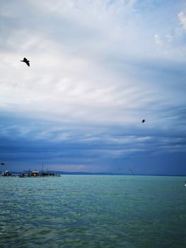 A bird flying over a body of water. High quality photo