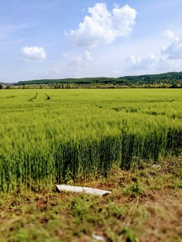 A close up of a lush green field. High quality photo