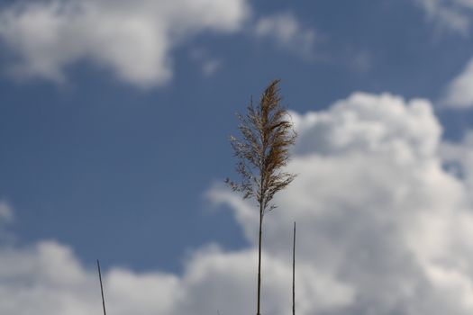 Macro shot of the reed and the beautiful blue sky in the background. High quality photo
