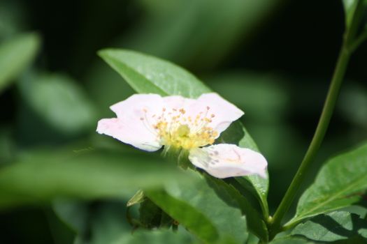 A close up of a beautiful jasminum. High quality photo