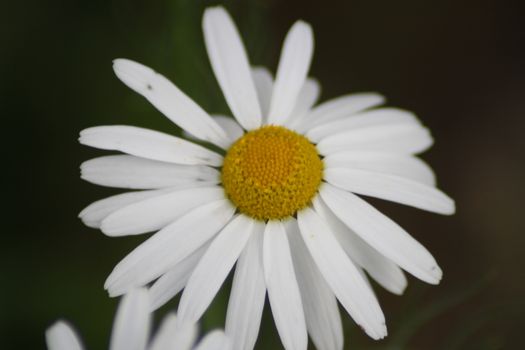 A close up of a flower. High quality photo