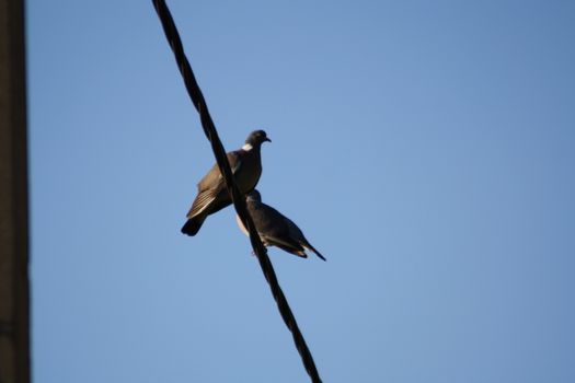 A birds perched on top of a pole. High quality photo