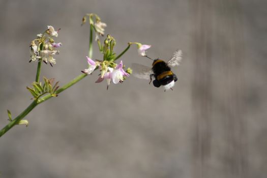 The bee landed on the flower. High quality photo