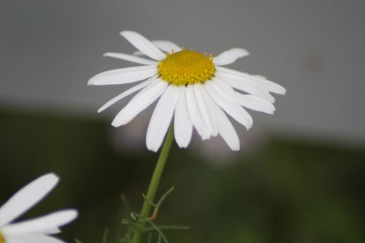 Bellis perenis white beautiful flower. High quality photo