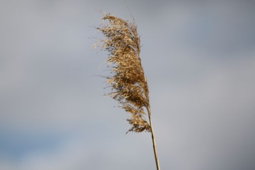 Brown reed and the blue sky. High quality photo