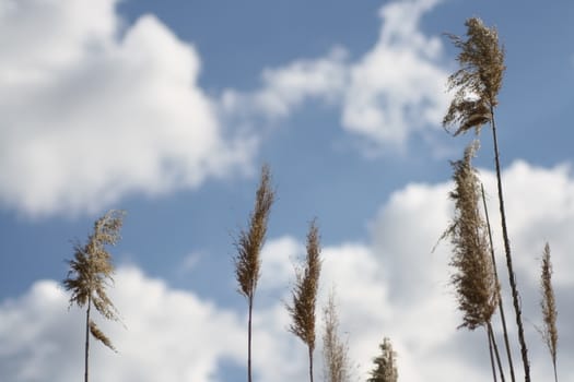 Macro shoot from Phragmites australis and the blue sky. High quality photo