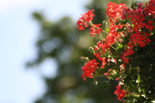 A close up of a flower. High quality photo