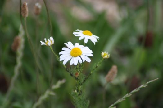 A close up of a flower. High quality photo