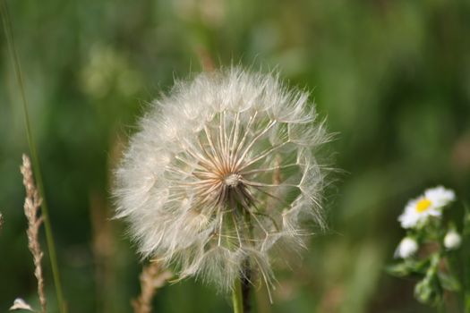 A close up of a plant. High quality photo