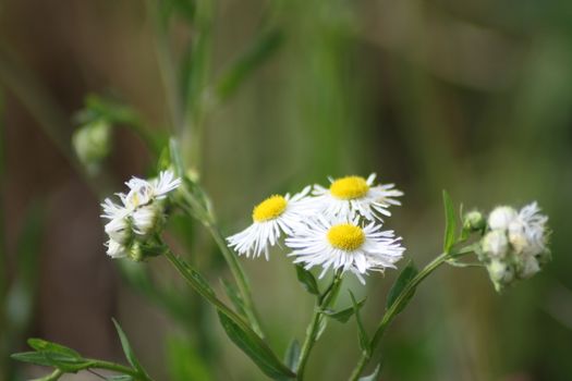 A vase of flowers on a plant. High quality photo