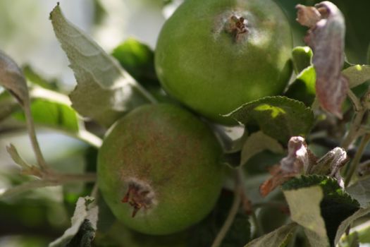 A close up of a malus sylvestris. High quality photo