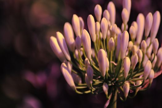 A close up of a flower. High quality photo