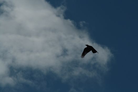 Flying bird and the blue sky. High quality photo