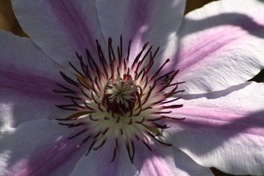 A close up of a flower. High quality photo