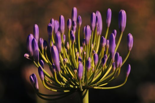 A close up of a flower. High quality photo