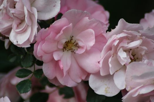 A close up of a garden rose flower. High quality photo
