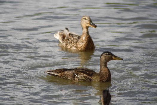 "Anas platyrhynchos" swimming in a body of water. High quality photo