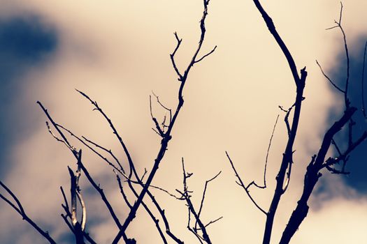 Tree branches up close and overturned skies.High quality photo