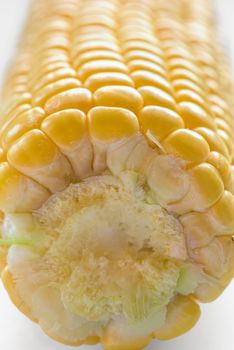 Corn kernels close-up. Ear of corn background.