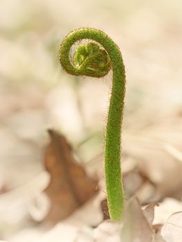 Fern leaf in forest. Fern sprout closeup