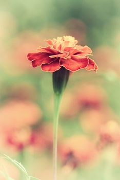 Summer flower. Red flower on blurred background.