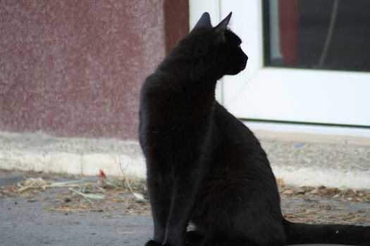 A cat sitting in front of a building. High quality photo