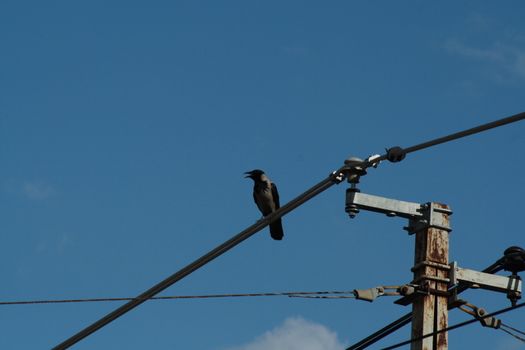 Crow sitting on the power line. High quality photo
